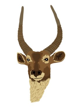 Waterbuck kafa portresi, beyaz arka planda izole edilmiş vektör çizimi. Afrika bontebok geyiği güçlü geyik. Kocaman boynuzları olan Safari av kupası.