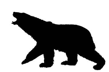 Kutup ayısı erkek kükreyerek yiyecek arıyor ve beyaz üzerinde izole edilmiş dişi vektör silueti ile çiftleşiyor. Ursus Maritimus. Beyaz ayı şekil gölgesi, Kuzey Kutbu canavarı. Kuzeyli hayvan.