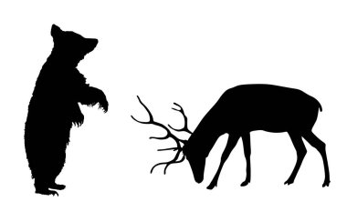 Geyik vektör siluetine karşı zıplamak izole edilmiş. Arka ayaklarındaki boz ayı geyiğe boynuzlarıyla saldırıyor. Yemek için canavar savaşı. Ormanda hayatta kalan yırtıcı hayvan gölgeye karşı..