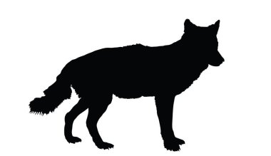 Avcı vektör siluetindeki kurt, arka planda izole edilmiş. Aç yırtıcı hayvan. Kurt gölgesi şeklinde. Cadılar Bayramı korkunç sahnesi, av arayan canavar..