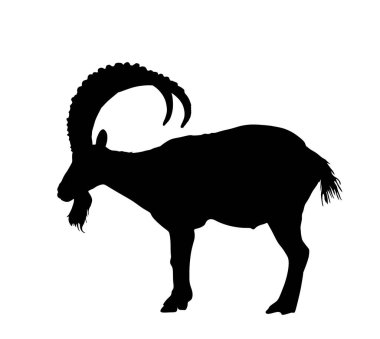Büyük boynuzlu dağ keçisi vektör silueti çizimi beyaza izole edilmiş. Çiftlik hayvanı sembolü. Keçi şeklindeki gölge. Vahşi hayatta Bighorn ram silueti. Kaya tırmanışı vahşi yaşam yürüyüşü. Berduş koyunlar..