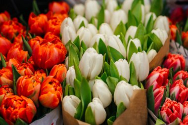 Pembe, mor ve şeftalinin çeşitli tonlarında taze lalelerden oluşan canlı bir karışım, buketler içinde güzelce düzenlenmiş. Yüksek kalite fotoğraf