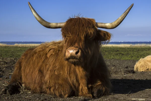 Bueyes de yak con cuernos grandes acostados — Foto de Stock