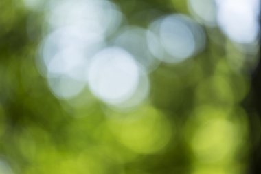 Bokeh ile arka plan ışıkları orman yayılmış