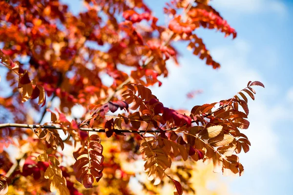 Otoño Hojas Coloridas Serbal Sol Otoño Naturaleza Caída Fondo Concepto —  Fotos de Stock