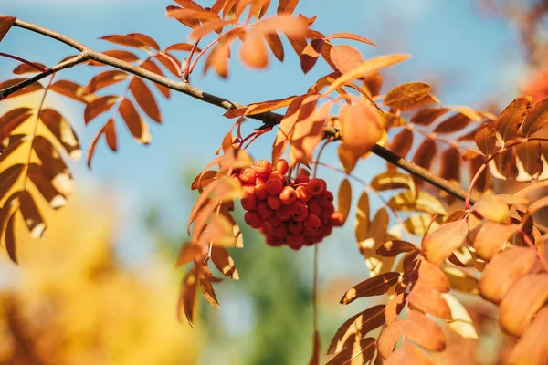 Automne Feuilles Colorées Rowan Sur Soleil Automne Nature Chute Fond — Photo