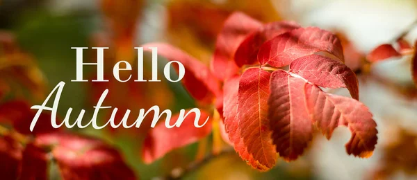 秋天的卡片你好秋天 秋天五彩斑斓的树叶在太阳上 秋天的概念 网站的横幅 — 图库照片