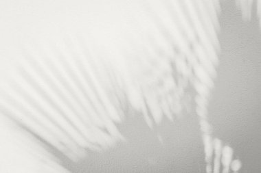 Yumuşak palmiye yaprağı gölgeleri hafif, nötr bir arkaplana yayılarak 2026 Yılın Rengi Bulut Dansçısı 'ndan esinlenilerek asgari ve havadar bir kompozisyon oluşturur. Sükunet, tasarım ve sükunet kavramları için uygun sakin, doğal bir estetik..