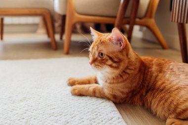 Saf oturma odasında, ahşap mobilyalarla halıda yatan kızıl tekir kedi. Rahat bir yaşam tarzı ve huzurlu bir atmosfer..
