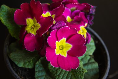 Çuha çiçeği pembe çiçekler