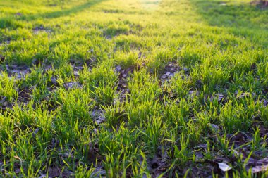 Yeşil Çimen Arkaplanı