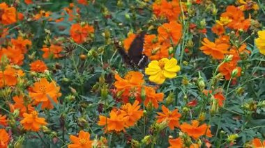 Sülfür Kozmos 'un bahçesinde uçan siyah bir kelebek.