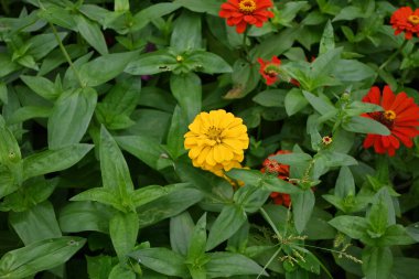 a yellow Zinnia elegans flower blossom in the middle of green leaves in the garden