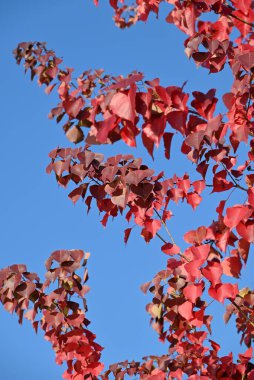 Güneşli bir sonbahar gününde mavi gökyüzünün altında kızıl Çin donu yaprakları dalları