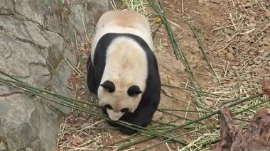 Dev bir panda bambu alıp hayvanat bahçesinde yer.