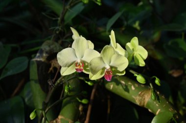 Açık yeşil ve sarı çiçekler güneşli bir günde bahçede.