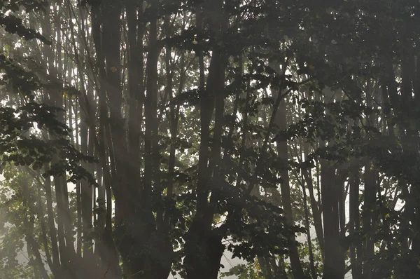 Sisin, yayılmış ışığın ve doğa fotoğrafçılığının arasında ağaçların arasından süzülen güneş ışınları.