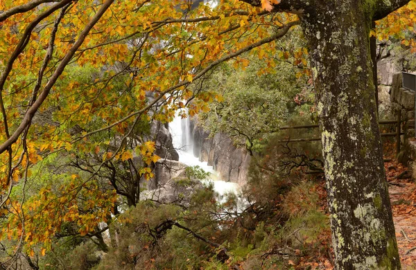 Ağaç dallarından, kuru sonbahar yapraklarıyla Portekiz 'deki Geres dağlarındaki Arado şelalesine, doğa fotoğrafçılığına bakın.