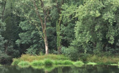 Ağaçları ve bitkileri olan bir Minho nehrinin kıyısında, sudaki ayna, bir yaz günü sakinlik ve sükunet, Vila Nova de Cerveira, Portekiz