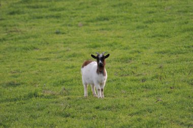 Keçi yeşil bir dağ çayırında sürüden izole edilmiş.