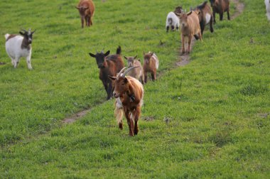 Dağ otlağındaki keçi sürüsü