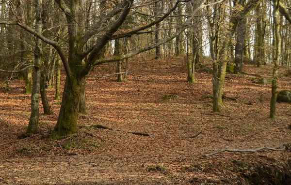 Korno de Bico 'da sakin sonbahar sonları doğal manzara, Portekiz' de Paredes de Coura