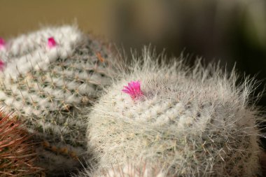 Pembe çiçekli küçük beyaz kaktüsün Macro fotoğrafı.