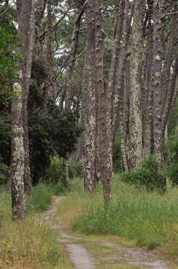 Antik çam ağaçlarının arasından geçen yol, Mata da Camarida, Portekiz, Avrupa