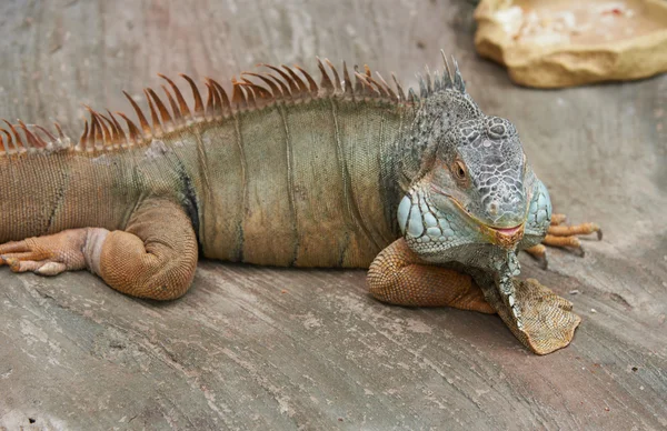 Iguana. National Botanic Garden of Ukraine — Stock Photo, Image