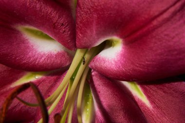 Karınca, kırmızı zambak kekemeliğinin üzerinde. Makro fotoğrafçılık