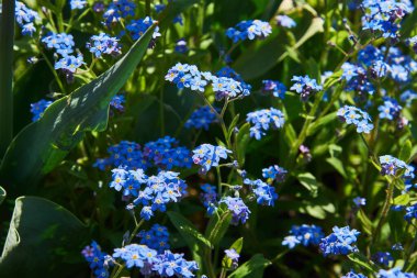 Güzel, nazik mavi unutma beni güneşli bir yaz gününde