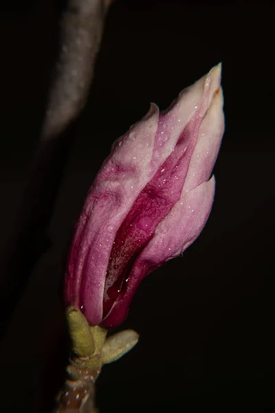 Magnolia Bud Після Дощу Темному Тлі — стокове фото