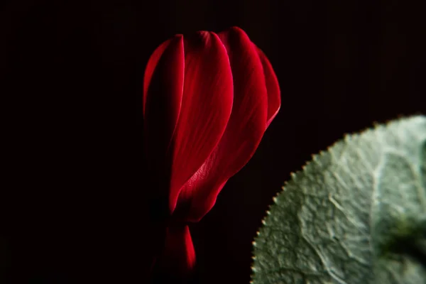 Ciclamen Rojo Violeta Alpino Sobre Fondo Oscuro — Foto de Stock