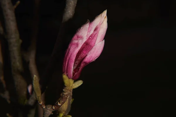 Magnolia Gemma Dopo Pioggia Sfondo Scuro — Foto Stock