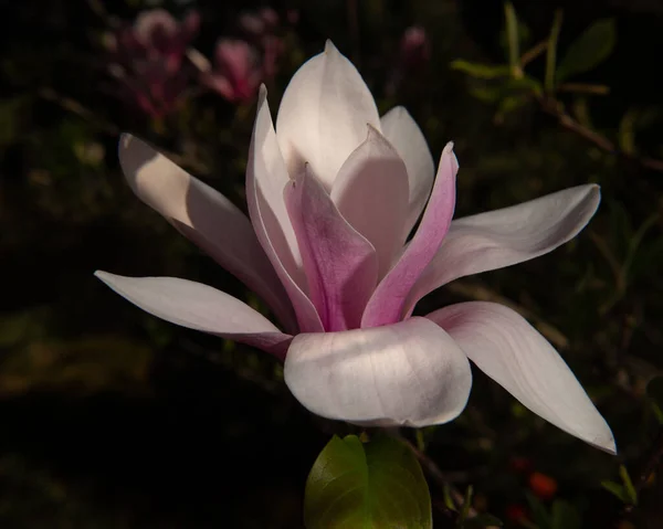 Красива Біло Рожева Квітка Магнолії Темному Фоні — стокове фото