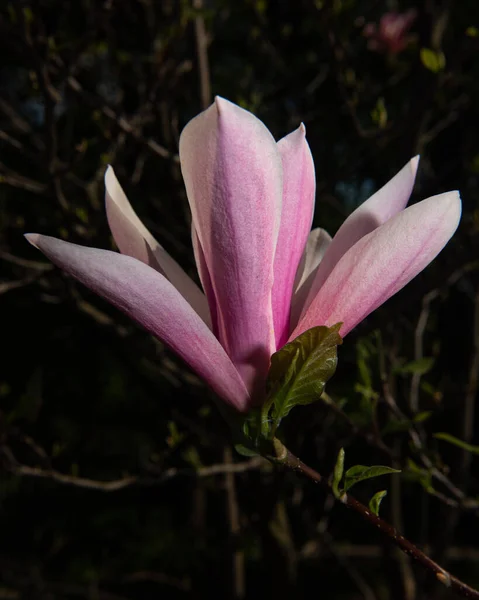 暗い背景に美しい白ピンクのマグノリアの花 — ストック写真