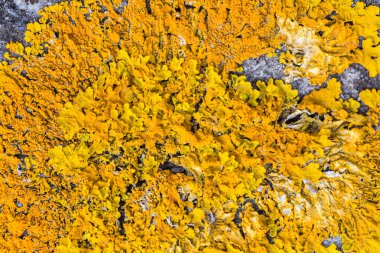 Parlak sarı-turuncu Xanthoria parietina 'nın (yaygın turuncu liken) koyu gri bir taş yüzeyde dairesel ve dalgalı bir desen içinde büyüyen canlı bir makro fotoğrafı. Yüksek detaylı çekimde karmaşık, yaprak benzeri loblar ve o 'nun granüler dokusu gösteriliyor.