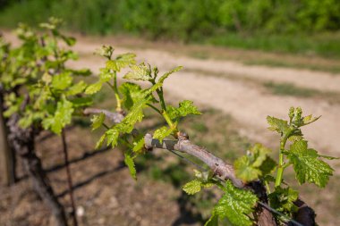 İlk parlak yeşil yaprak ve tomurcukları yıpranmış, buruşuk bir üzüm gövdesinden çıkarken gösteren detaylı bir makro çekim. Görüntü, sarmaşık sıralarını bulanıklaştıran sığ bir alan derinliğiyle bir üzüm bağında yeni yetişme mevsiminin özünü yakalıyor.
