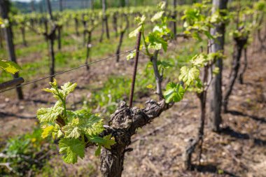İlk parlak yeşil yaprak ve tomurcukları yıpranmış, buruşuk bir üzüm gövdesinden çıkarken gösteren detaylı bir makro çekim. Görüntü, sarmaşık sıralarını bulanıklaştıran sığ bir alan derinliğiyle bir üzüm bağında yeni yetişme mevsiminin özünü yakalıyor.