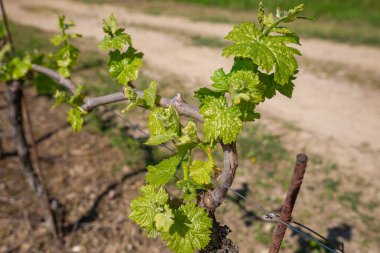 İlk parlak yeşil yaprak ve tomurcukları yıpranmış, buruşuk bir üzüm gövdesinden çıkarken gösteren detaylı bir makro çekim. Görüntü, sarmaşık sıralarını bulanıklaştıran sığ bir alan derinliğiyle bir üzüm bağında yeni yetişme mevsiminin özünü yakalıyor.