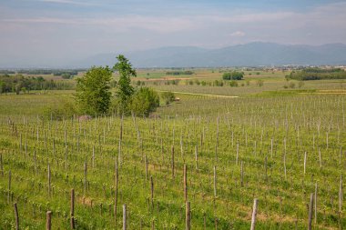 Baharda kayan tepelerdeki teraslı üzüm bağlarının güzel panoramik manzarası. Görüntü düzgünce sıralanmış üzüm bağlarını sergiliyor. Toprağın doğal hatlarını takip ederek. Uzakta, sisli dağlar ve selvi ağacı kümeleri