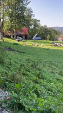 Güneşli bir dağ çayırında otlayan koyunlar