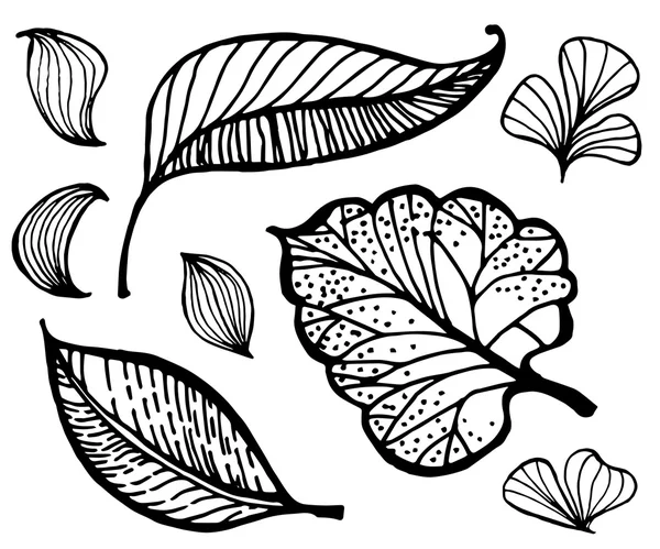Ilustracja liść doodle wyciągnąć rękę — Wektor stockowy