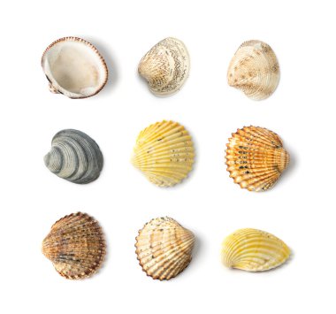 Beyaz Arkaplan Üst Görünümü 'nde izole edilmiş çok renkli deniz kabuğu koleksiyonu. Kahverengi, Sarı ve Gri İstiridye Kabukları