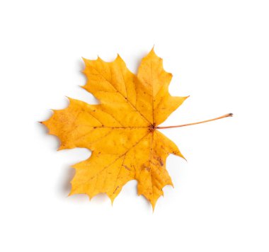 Sarı akçaağaç yaprağı beyaz arkaplanda izole edilmiş. Sonbahar yaprakları, sonbahar yaprak silueti üst görünüm