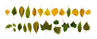 Beyaz arkaplan düzlüğü ve üst görünümde izole edilmiş kuru yapraklar. Stüdyo fotoğrafı yeşil, sarı ve kahverengi sonbahar yaprağı koleksiyonu