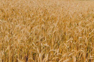 Olgunlaşan kulaklarla buğday tarlası dokusu. Seçici odaklı ve sanat filtresi olan altın alan manzarası. Zengin tahıl hasat kavramı