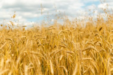 Olgunlaşan kulaklarla buğday tarlası dokusu. Seçici odaklı ve sanat filtresi olan altın alan manzarası. Zengin tahıl hasat kavramı