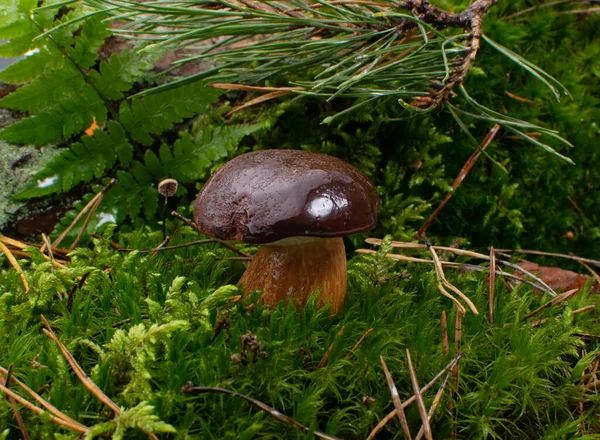 Boletus Badius Baía Bolete Cogumelos Musgo Verde Cogumelos Silvestres Naturais — Fotografia de Stock