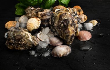 Deniz ürünleri lokantasında buzlu taze istiridye. Çiğ yumuşakçalar, kabuklu deniz hayvanları ya da siyah arka planda midyeler